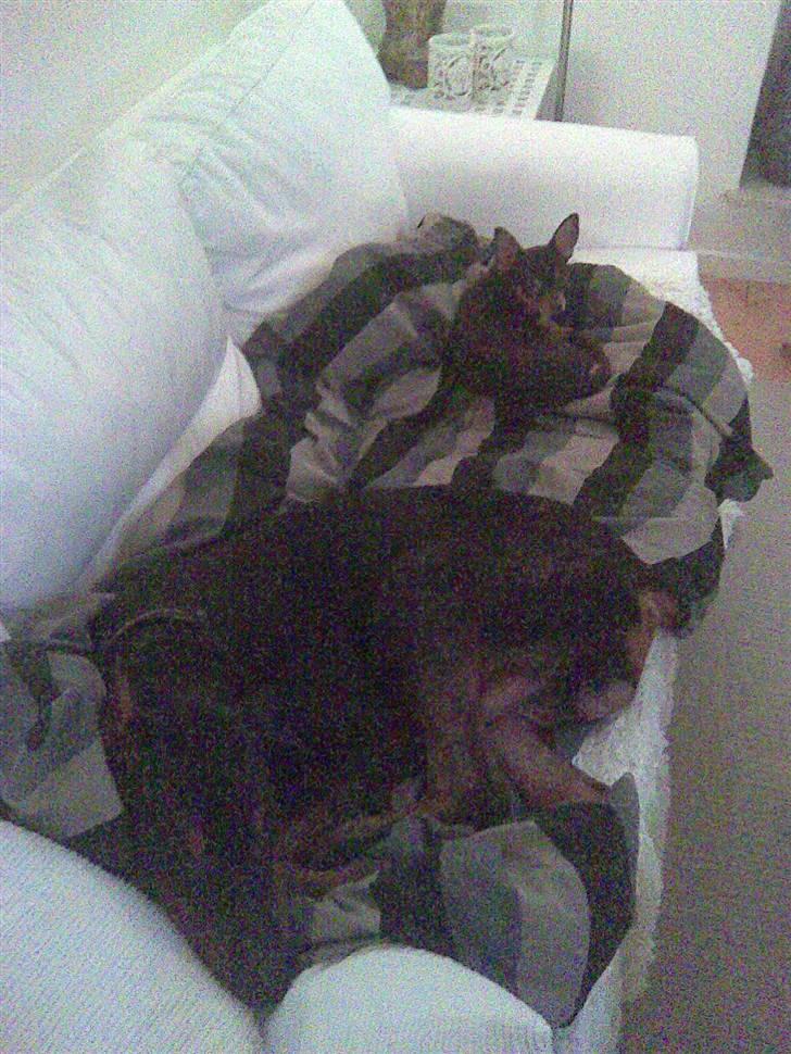 Dobermann jicko billede 5