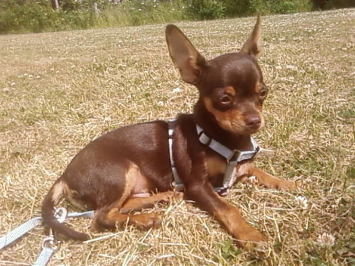 Chihuahua dominco - Dominco billede 1