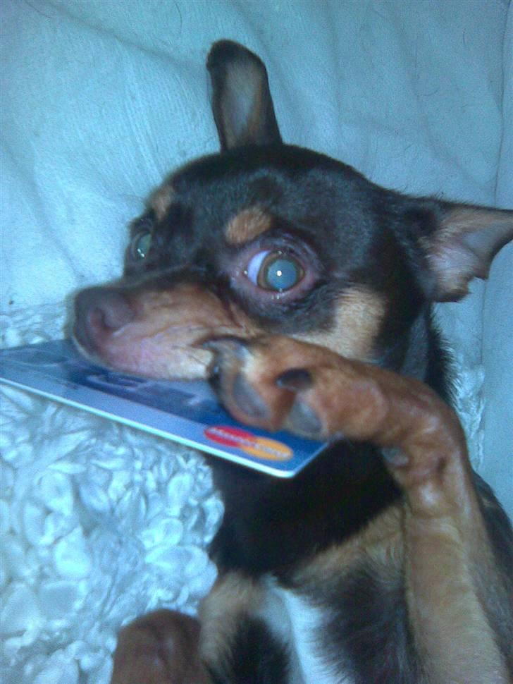 Chihuahua dominco billede 2