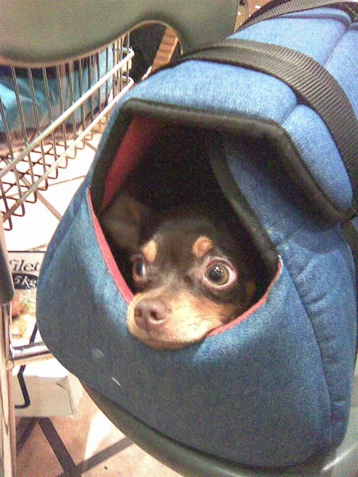 Chihuahua dominco billede 3