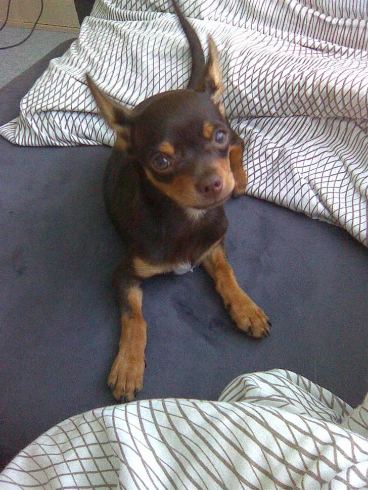 Chihuahua dominco billede 4