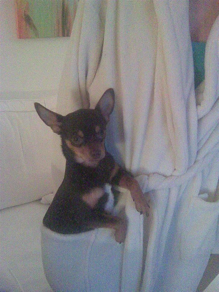 Chihuahua dominco billede 5