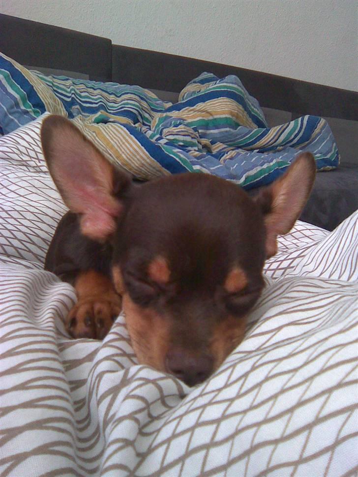 Chihuahua dominco billede 6