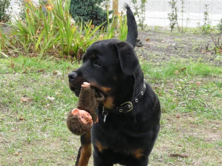 Rottweiler Guffi R.I.P 24-6-2010 billede 15