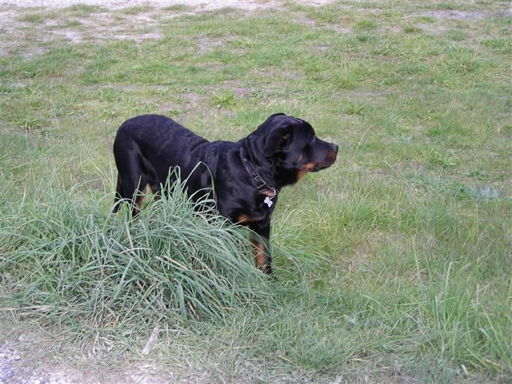 Rottweiler Guffi R.I.P 24-6-2010 billede 16