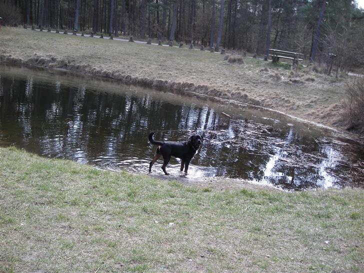 Rottweiler Guffi R.I.P 24-6-2010 billede 17