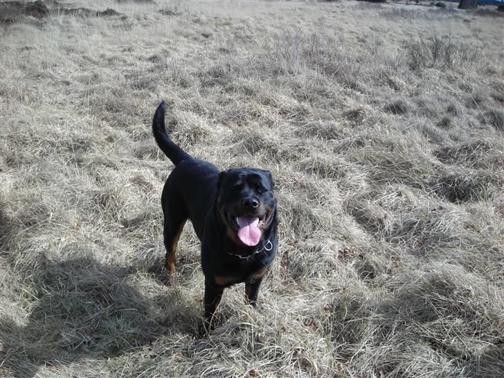 Rottweiler Guffi R.I.P 24-6-2010 billede 18