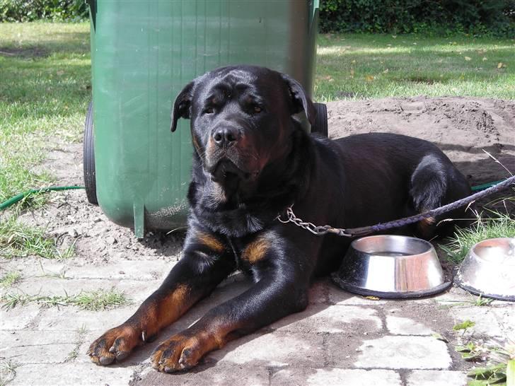 Rottweiler Guffi R.I.P 24-6-2010 billede 19