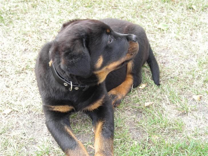 Rottweiler Guffi R.I.P 24-6-2010 billede 20