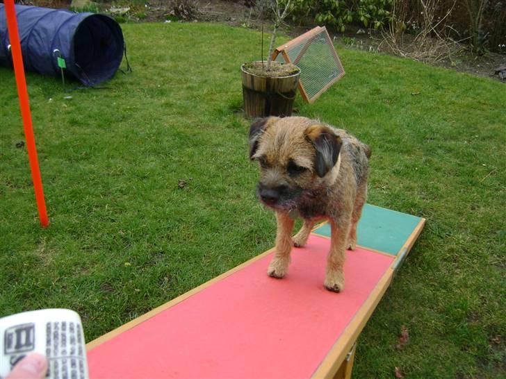 Border terrier .- Zoë -.  { Min'Ged ! :D - Jep kan det hele nu, så nu er det snart konkurrencer det gæler :P<3 billede 18