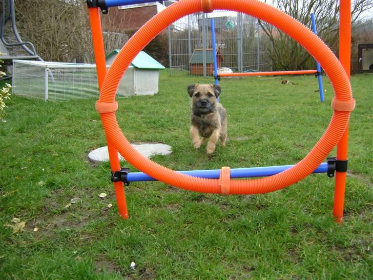Border terrier .- Zoë -.  { Min'Ged ! :D - Her kommer jeg <3 billede 19
