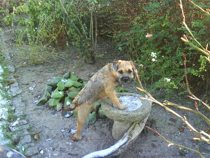 Border terrier .- Zoë -.  { Min'Ged ! :D - Julie vandet er stift, så kan jeg jo ikke tage af fuglenes vand <333 billede 20