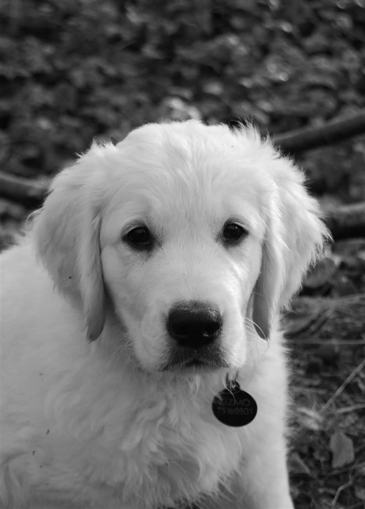 Golden retriever Grejsdalens Xavier (Gizmo - Mig 12 uger.. billede 1