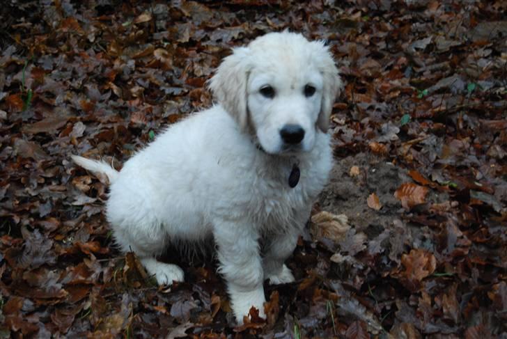 Golden retriever Grejsdalens Xavier (Gizmo - Charme, selvtillid og vådt hår! billede 2