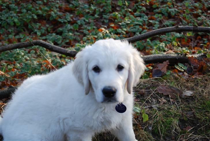Golden retriever Grejsdalens Xavier (Gizmo - Ser jeg ikke nuttet ud?? billede 3