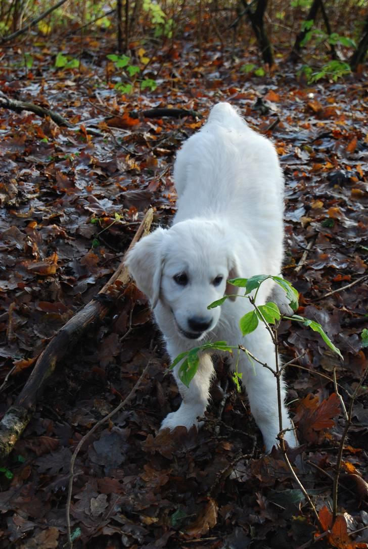 Golden retriever Grejsdalens Xavier (Gizmo - gnaske gnaske.. billede 4