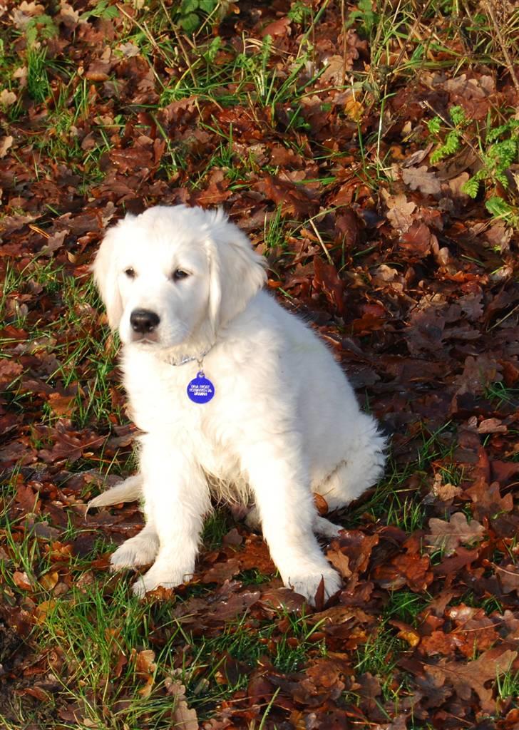 Golden retriever Grejsdalens Xavier (Gizmo - Mig i fuld solskin:-) billede 5