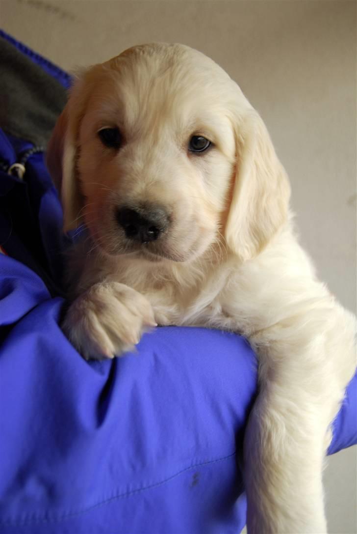 Golden retriever Grejsdalens Xavier (Gizmo - Mig på fars arm, 7 uger. billede 6