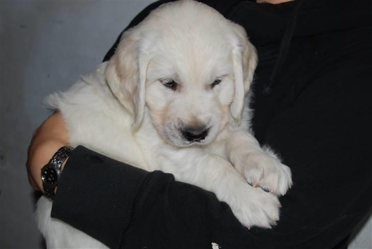 Golden retriever Grejsdalens Xavier (Gizmo - Mig på mors arm, 7 uger. billede 7