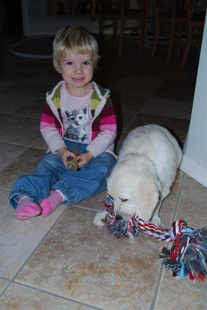 Golden retriever Grejsdalens Xavier (Gizmo - Mig og min "storesøster"  billede 8