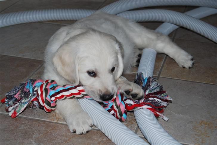 Golden retriever Grejsdalens Xavier (Gizmo - Mig og mit elskede tov, 8 uger. billede 9