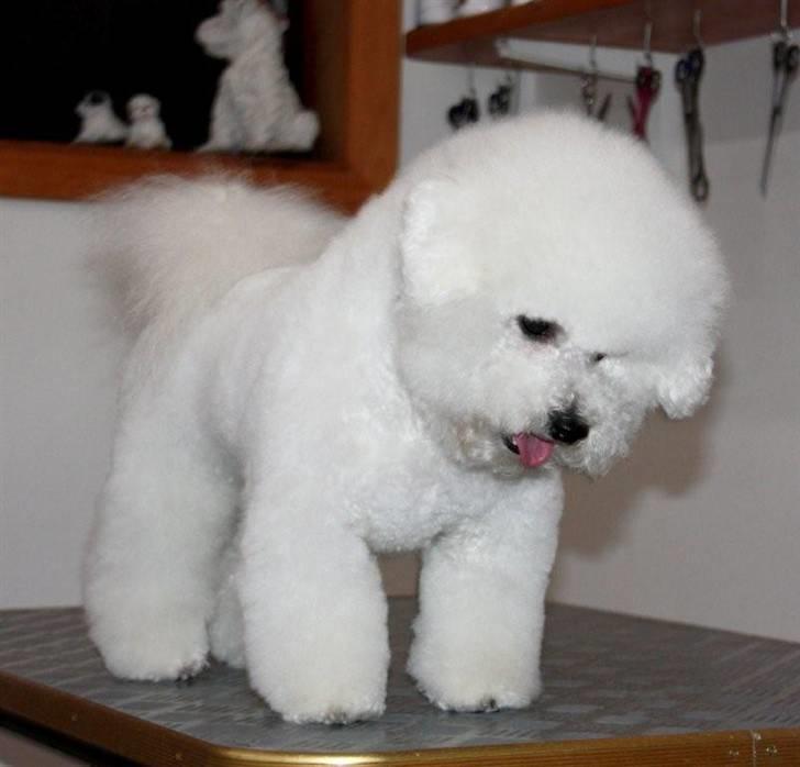 Bichon à poil frisé Lucy stars White Nimbus billede 16