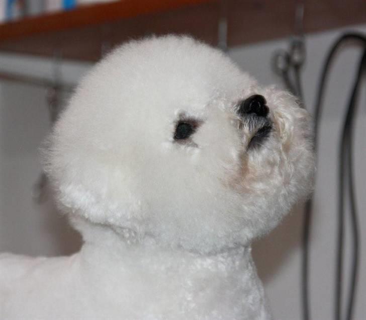 Bichon à poil frisé Lucy stars White Nimbus - Er jeg en charmør? billede 17