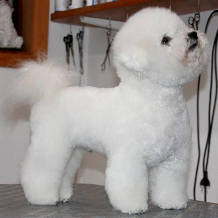 Bichon à poil frisé Lucy stars White Nimbus - Ny finsk klipning hos min hundefrisør billede 18