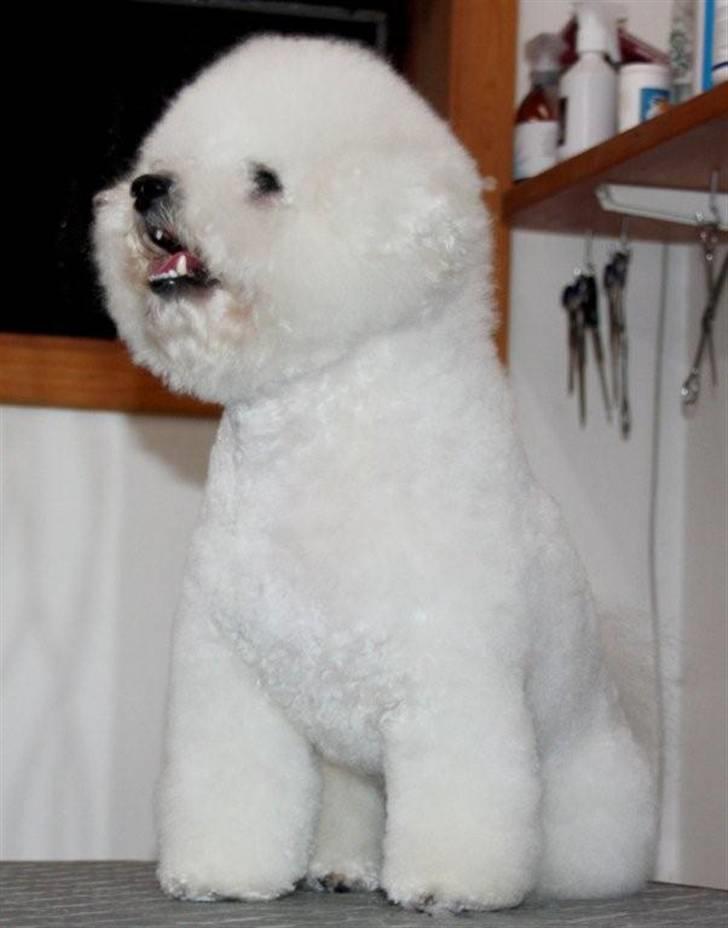 Bichon à poil frisé Lucy stars White Nimbus billede 19