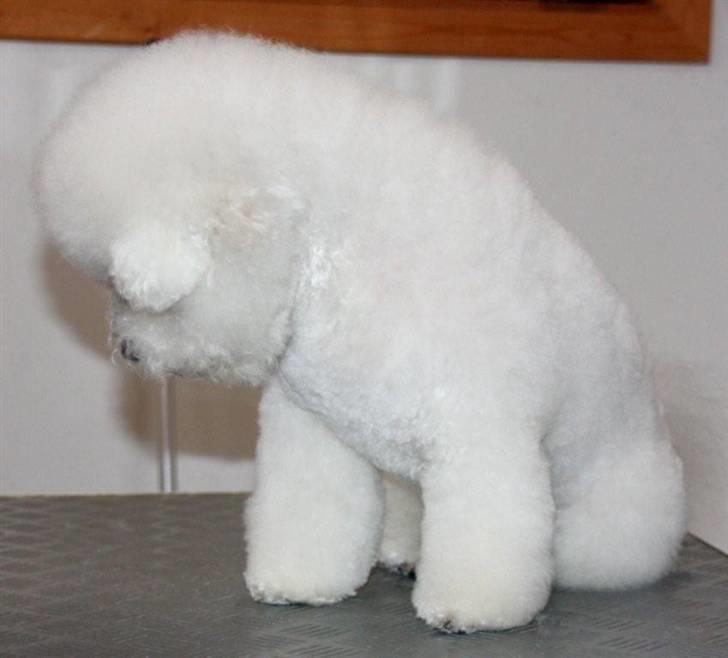 Bichon à poil frisé Lucy stars White Nimbus - Ikke flere billeder tak ... billede 20