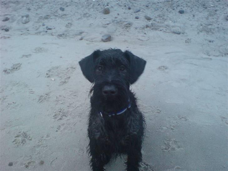 Riesenschnauzer Yapyards me and Sarah Jan billede 2