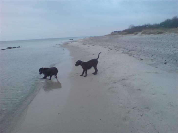 Riesenschnauzer Yapyards me and Sarah Jan billede 3