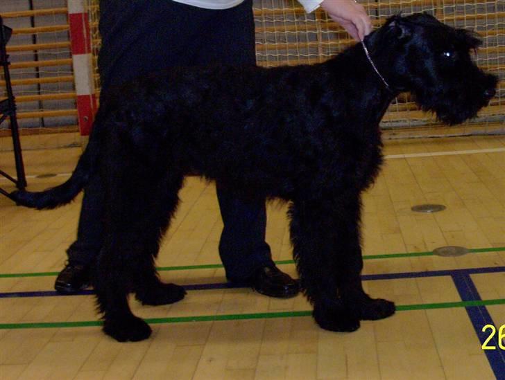 Riesenschnauzer Yapyards me and Sarah Jan billede 4