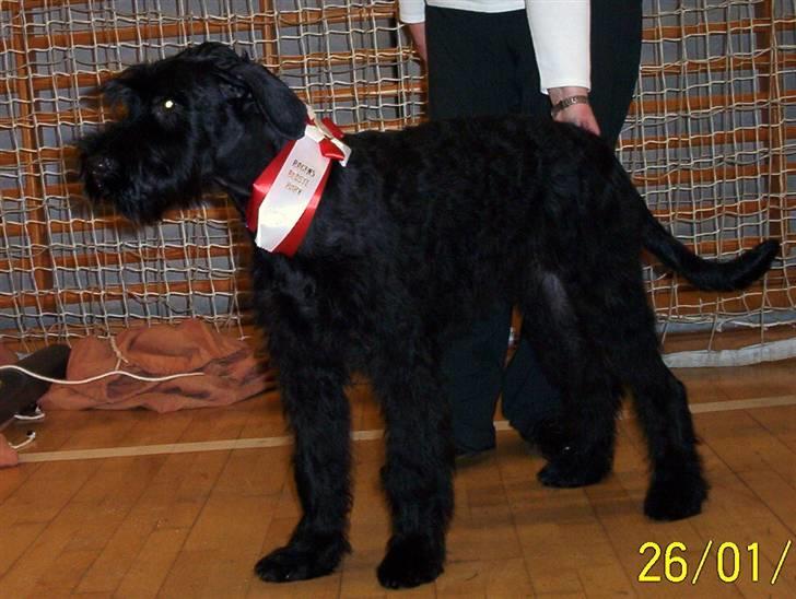 Riesenschnauzer Yapyards me and Sarah Jan billede 5