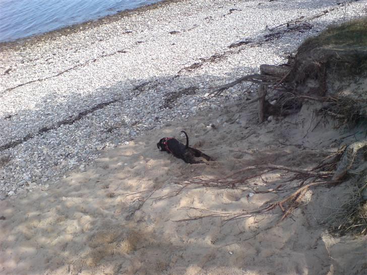 Riesenschnauzer Yapyards me and Sarah Jan billede 6