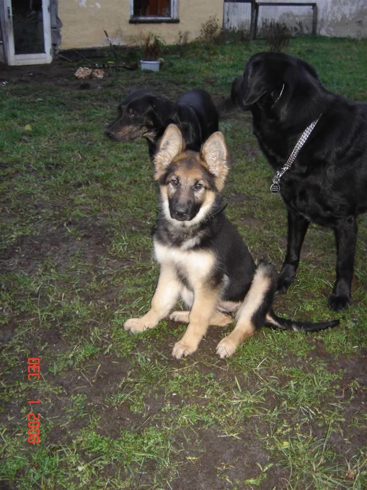 Schæferhund Tammy - så er står begge mine øre op  billede 9