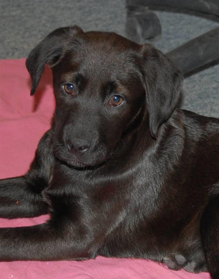 Blanding af racer Snoopy (DØD) billede 1