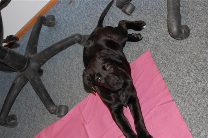 Blanding af racer Snoopy (DØD) billede 2