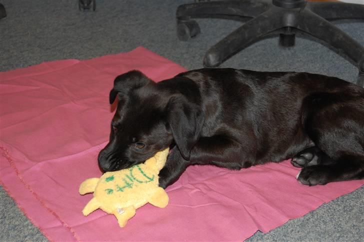 Blanding af racer Snoopy (DØD) billede 3