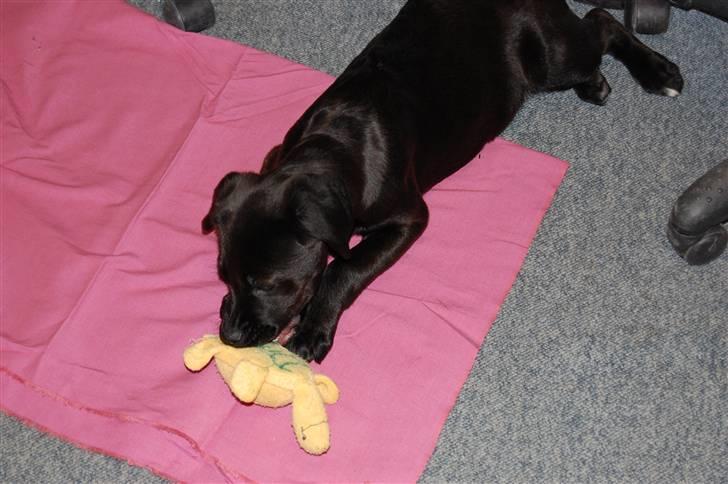 Blanding af racer Snoopy (DØD) billede 4