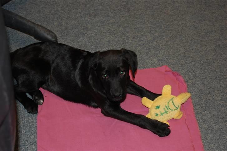 Blanding af racer Snoopy (DØD) billede 5