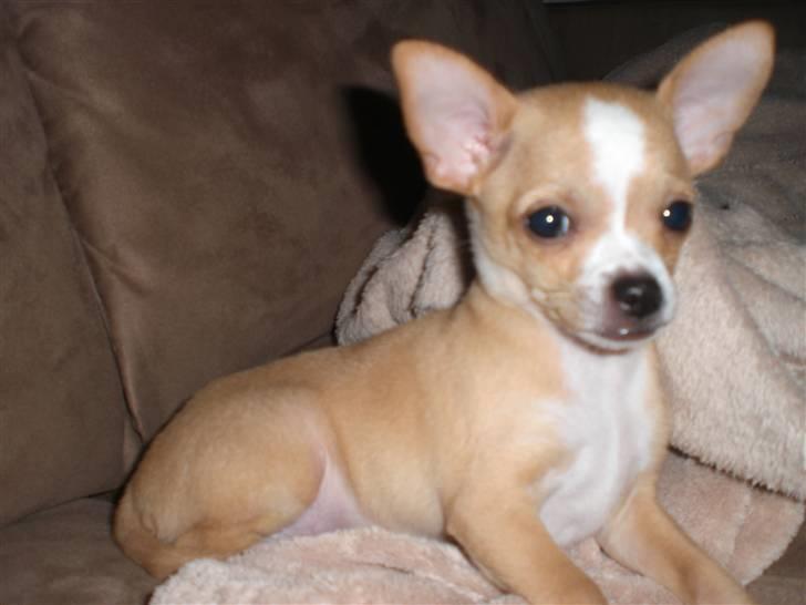 Chihuahua Chaos billede 1