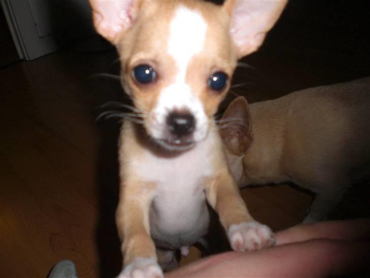 Chihuahua Chaos billede 2