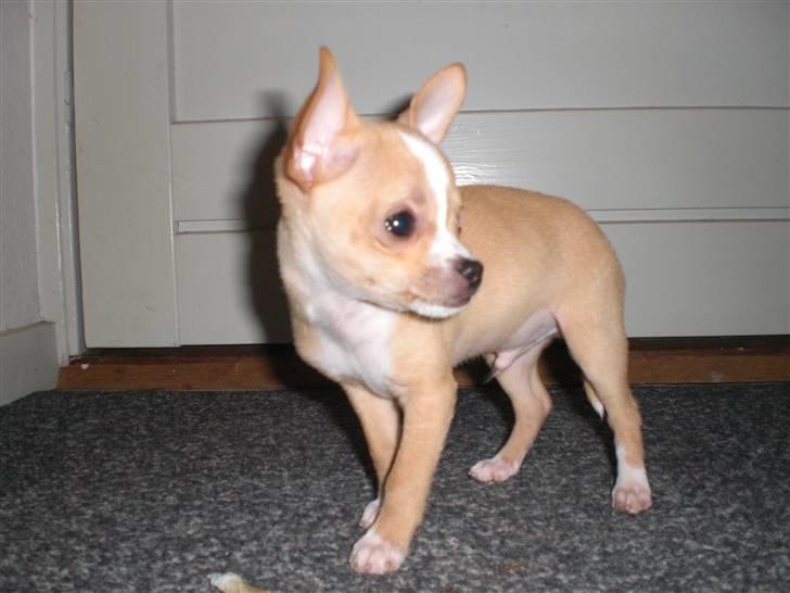 Chihuahua Chaos billede 3