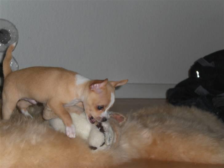 Chihuahua Chaos billede 4