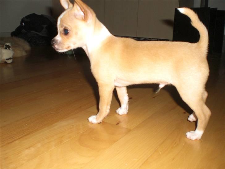 Chihuahua Chaos billede 5