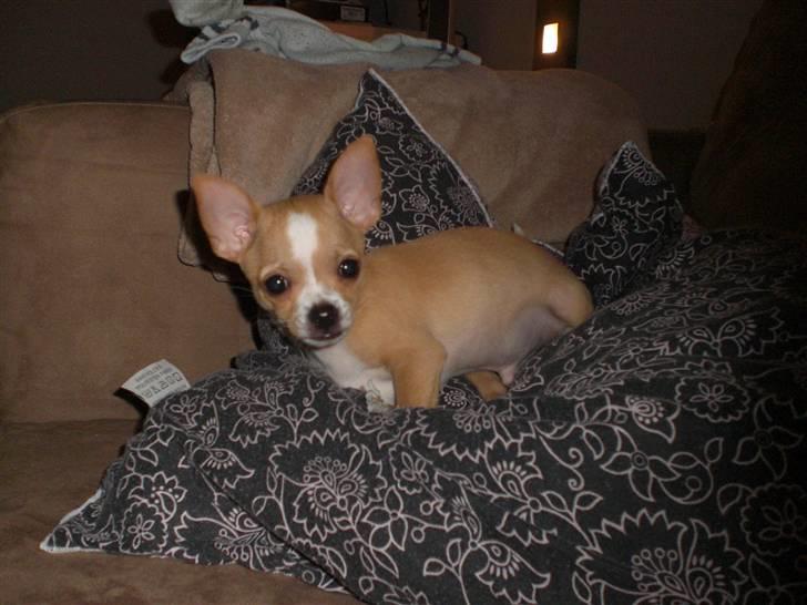 Chihuahua Chaos billede 6