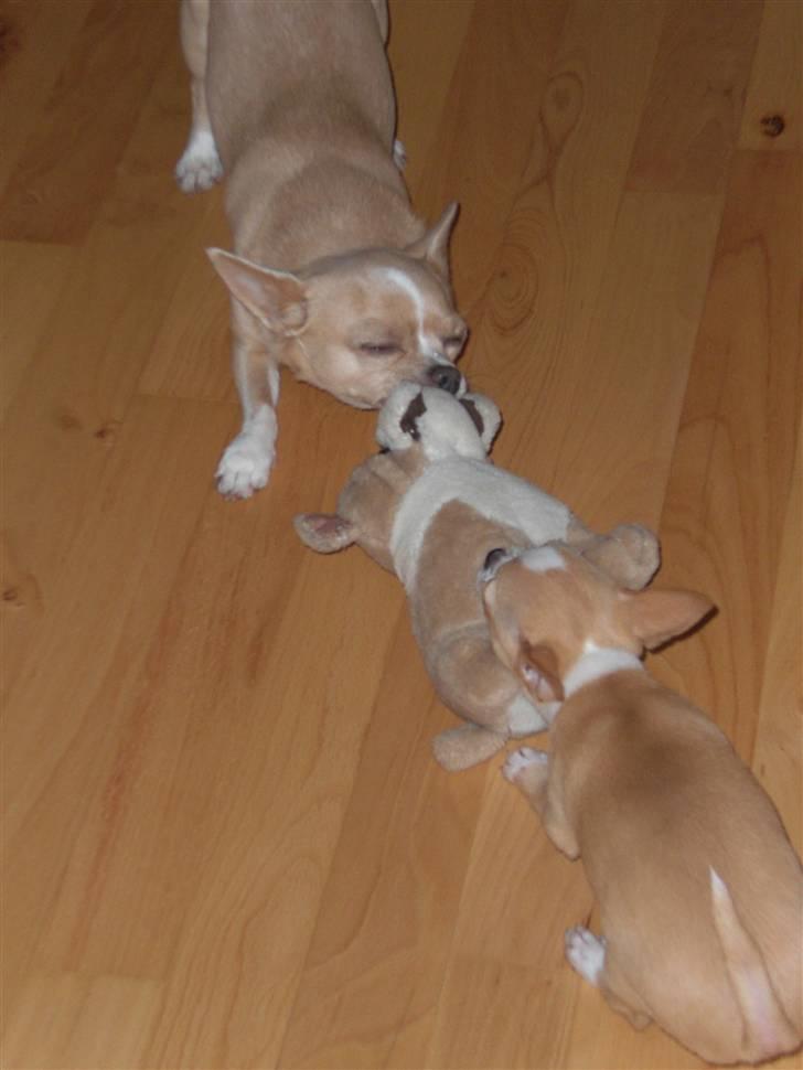 Chihuahua Chaos billede 7