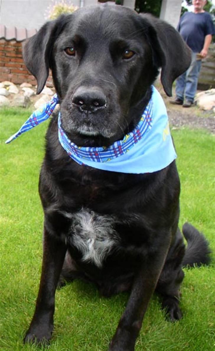 Blanding af racer Olfert billede 1