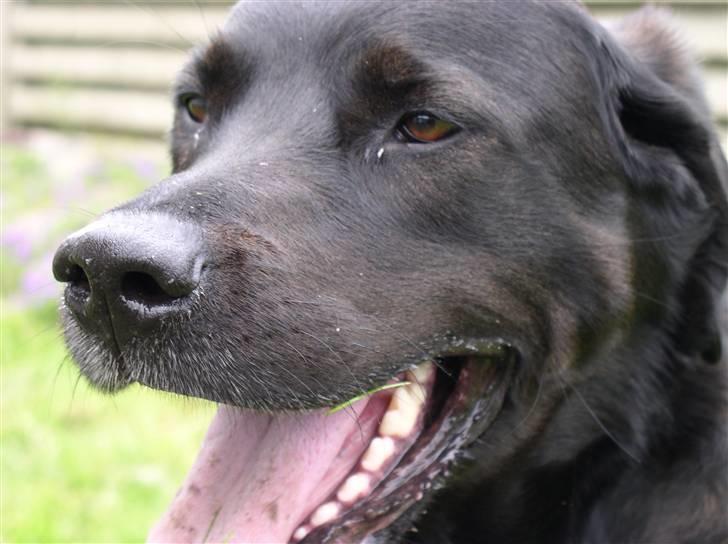 Blanding af racer Olfert billede 2